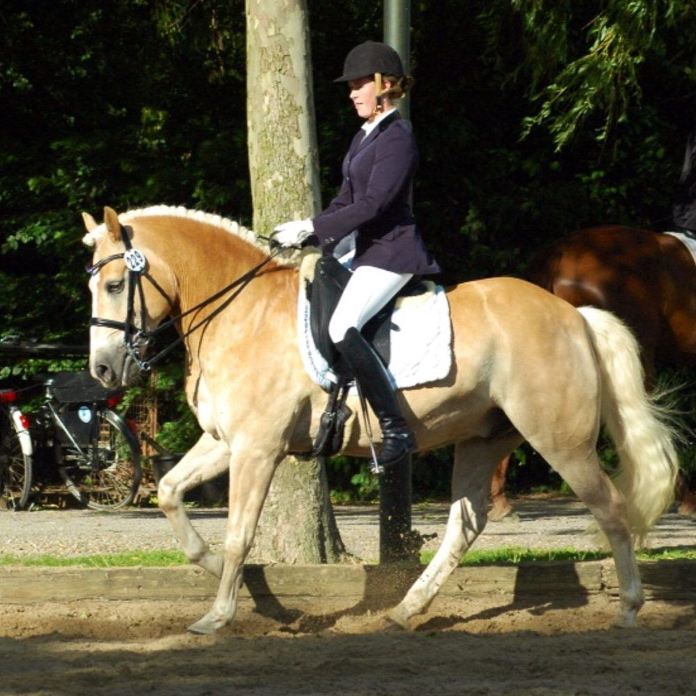 wachtendonk priehsen reiten